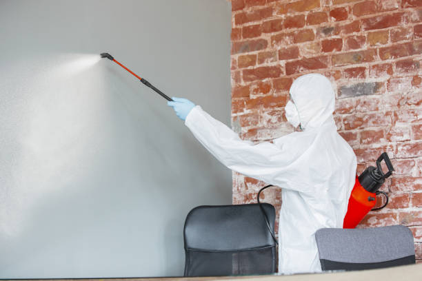 Best Attic Mold Removal  in Ellsworth, WI
