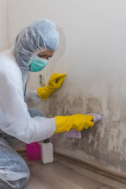 Best Comprehensive Air Testing for Mold Contaminants  in Ellsworth, WI